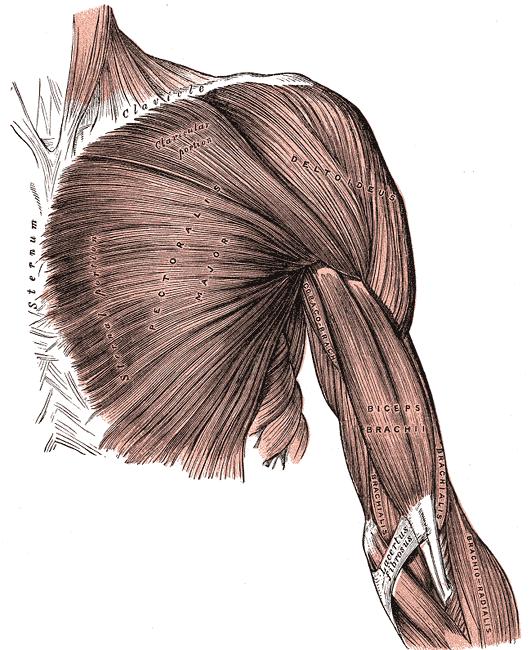 Triangular Muscle Narrow attachment on one end