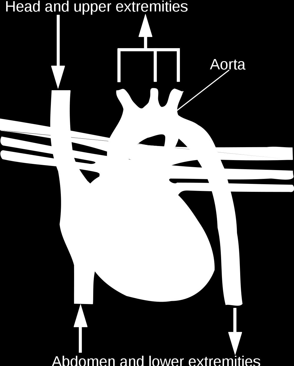 ventricle through the aorta. The aorta and other arteries transport the blood throughout the body, where it gives up oxygen and picks up carbon dioxide.