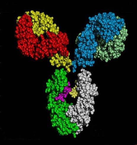 IgG Fusion Proteins for