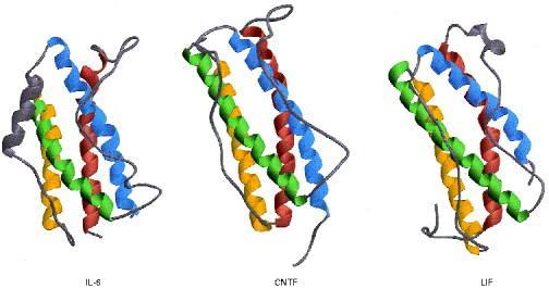 Structures of IL-6, CNTF and LIF (ribbon representation) The four long a-helices, A (red), B (green), C (yellow) and D (blue), and the connecting loops
