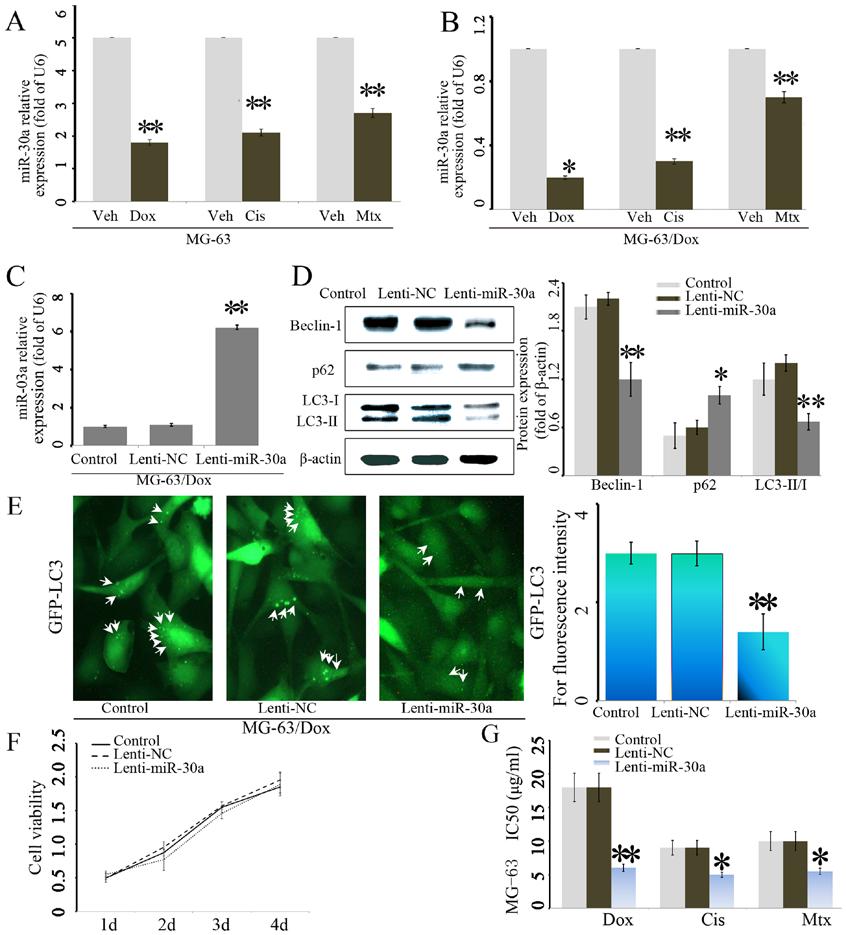 1760 xu et al: MicroRNA-30a in chemoresistance of osteosarcoma Figure 2. mir-30a overexpression suppresses chemotherapy-induced Beclin-1 expression and autophagy.
