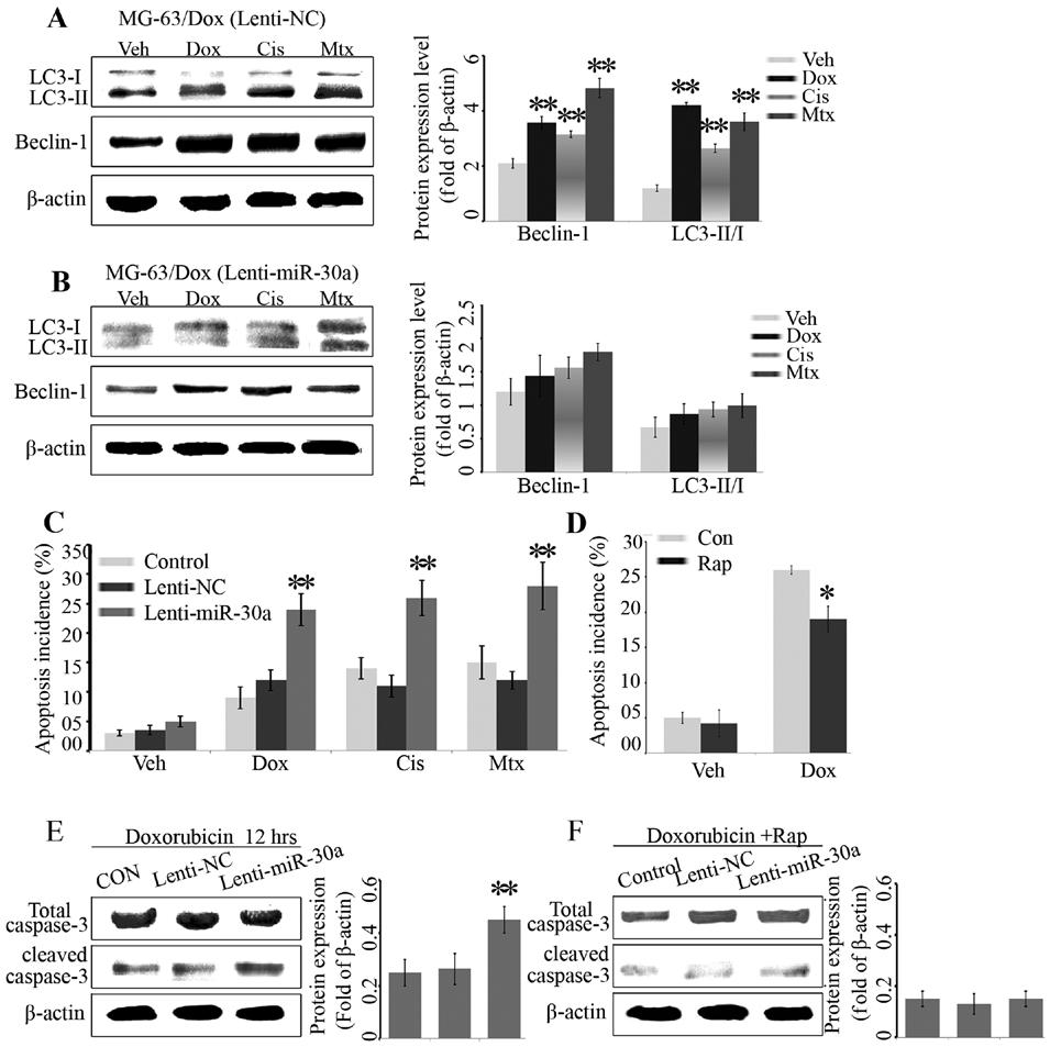 ONCOLOGY REPORTS 35: 1757-1763, 2016 1761 Figure 3. mir-30a promotes chemotherapy-induced osteosarcoma cell apoptosis via repressing Beclin-1-mediated osteosarcoma autophagy.