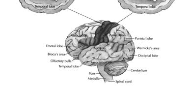 Sulcus Separates the Parietal lobe from the Occipital lobe Frontal Parietal Temporal Occipital Lobes of the Brain Frontal Lobe Contains a variety of structures Precentral Gyrus
