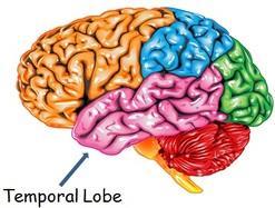 Temporal Lobe The Temporal Lobe mainly revolves around hearing and selective listening. It receives sensory information such as sounds and speech from the ears.