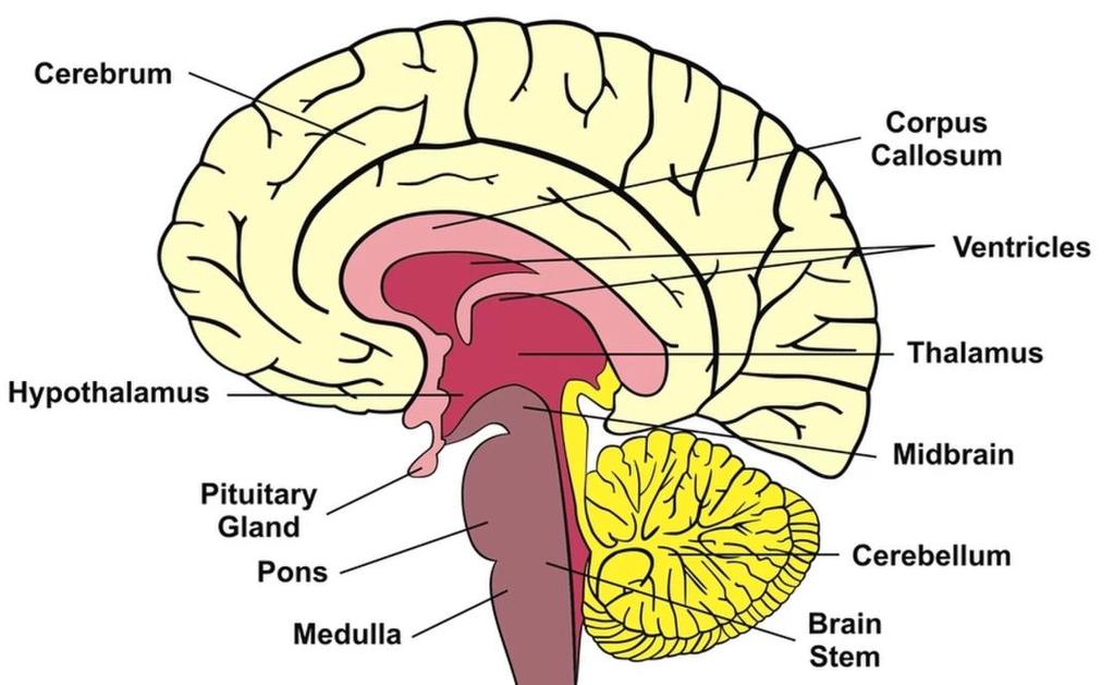 The Forebrain The forebrain, or cerebral cortex, is responsible for higher level functions such as hormone release, emotional