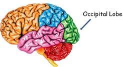 Occipital Lobe The occipital lobe is important to being able to correctly understand what your eyes are seeing.