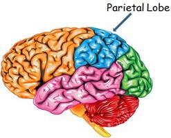 Parietal Lobe The parietal lobe carries out some very specific functions. It has a lot of responsibilities and has to be able to process sensory information within seconds.
