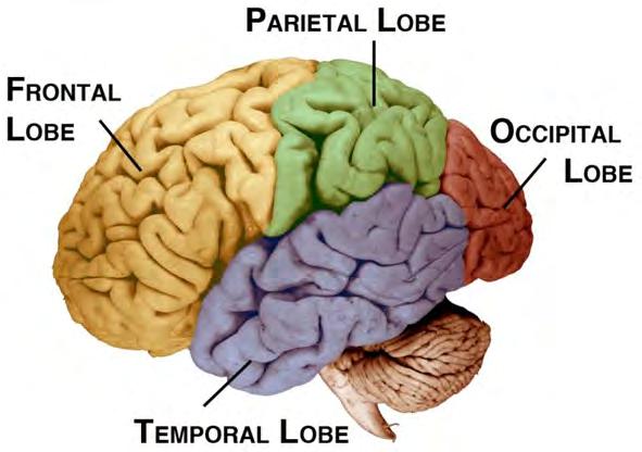 for integration of the information that it receives, analyzes it, processes it and decides what to do with the information. Dementia can be involved with all four lobes of the brain.