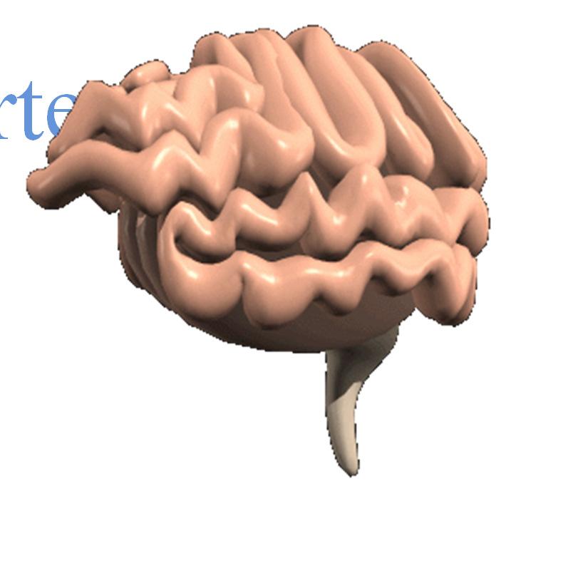 Cerebral Cortex The body s ultimate control and information processing center