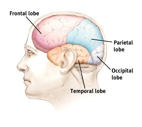 Cerebral Cortex Frontal Lobe Decision Making and judgments