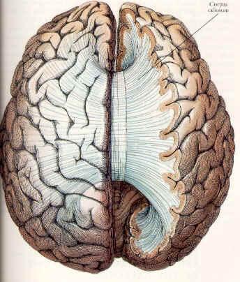 Corpus Callosum Connects the two brain hemispheres and carries messages between them Is sometimes cut to