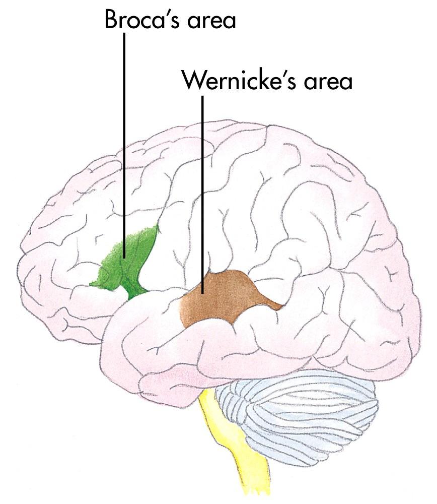 Located in the frontal lobe and usually in the left hemisphere Responsible for the muscle movements of