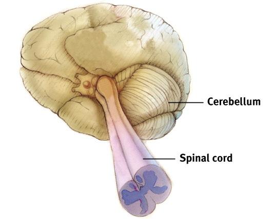 Cerebellum [sehr-uh-bell-um] the little brain attached to the rear of the brainstem it helps coordinate voluntary