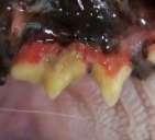 For example, a post-root canal: Your pet is closely monitored until he/she is