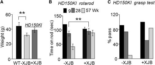 In Vivo Studies: Huntington s Disease Early signs of HD: Weight loss Motor Abnormalities XJB-5-131 supresses weight loss in HD mice and significantly