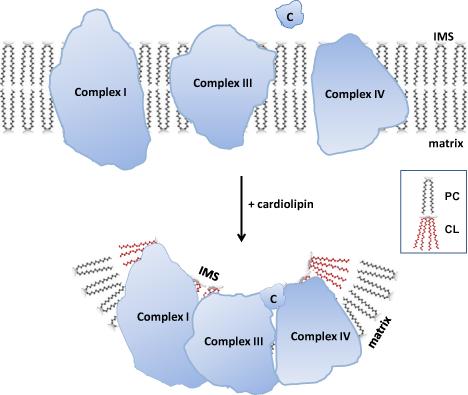 The Role of Cardiolipin Cardiolipin (CL) is exclusively expressed in the IMM Ø Ø Ø Roles: Cristae Formation Organization of complexes into supercomplexes for optimal OXPHOS