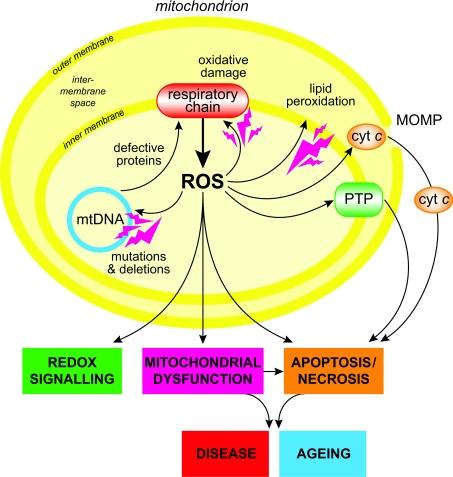 Harmful Activities of ROS Apoptotic and necrotic cell death Mitochondrial diseases Neurodegenerative disease (Huntington's, Alzheimer s, Parkinson s) Neuromuscular