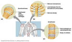 Structural Classifications of Joints } Cartilaginous Joints } Synchondroses } Symphyses