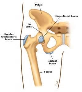 } Compare the structures and functions of bursae and tendon sheaths } List