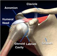 Ligaments } MCL/LCL } Intracapsular Ligaments } ACL/PCL Shoulder Joint } Glenohumeral Joint } Glenoid fossa/humeral head