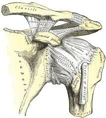 Glenohumeral Joint } Articulating surfaces } Glenoid Cavity and Humeral Head } Ligamentous Support } 3