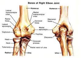 Biceps } Other Structures } Glenoid Labrum } Thin and loose joint capsule Elbow Joint } Ulnohumeral joint