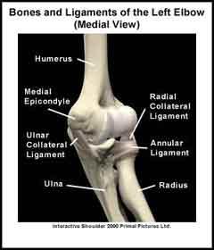 surfaces } Ligamentous Support } Ulnar collateral ligament } Radial Collateral Ligament }