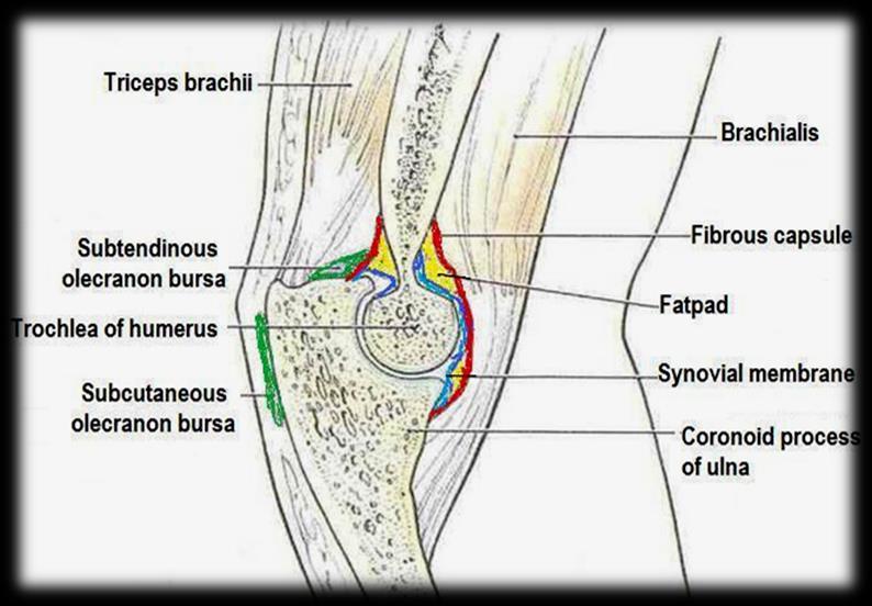 ** form the slides ** This lines the capsule and covers fatty pads in the floors of the coronoid, radial, and olecranon fossae.