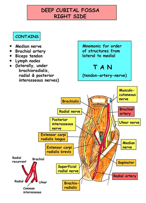 Mnemonic for order of structures from lateral to medial : TAN :