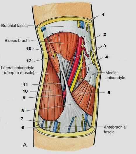 from lateral to medial, are: The tendon of the biceps brachii