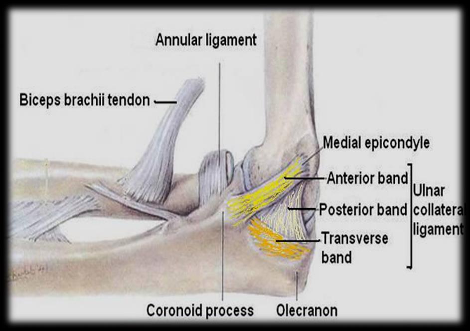 It has an apex and a base because it is triangular shape and the base fuses the annular ligament.