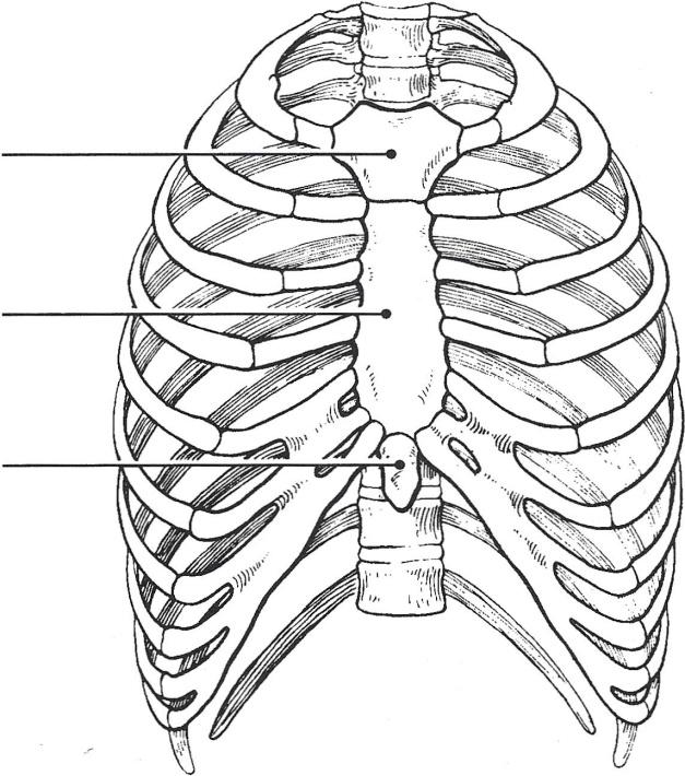 Using the following terms, complete the illustration by labeling all bone