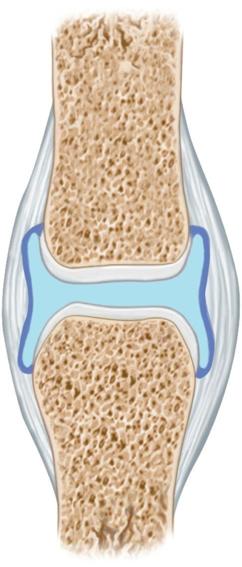 General Structure of a Synovial Joint There are specific parts of a synovial joint: Articular cartilage Joint cavity Joint capsule Synovial