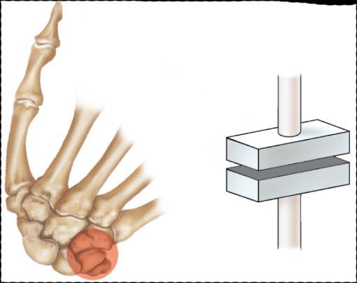 vertebrae Hinge Joint Elbow joint Between phalanges