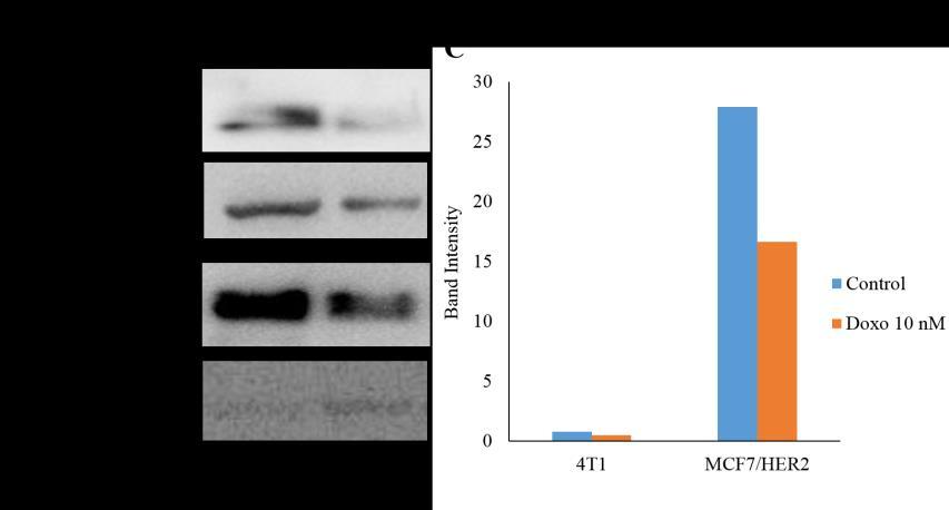 Figure 4. Rac-1 Protein Expression under Doxorubicin (Doxo). (A) 4T1 cell and (B) MCF-7/HER2 after treatment with Doxo 10 nm. Expression was compared between control (untreated) and Doxo treatment.