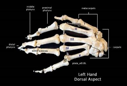 Name the Joints of the Hand Myology of the Hand Anterior muscles Flexor digitorum superficialis Flexor digitorum profundus Flexor pollicis longus