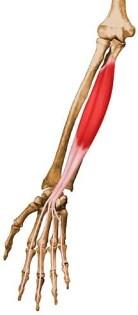 Flexor Digitorum Profundus Anterior ulna and interosseous membrane By 4 tendons, each to the base of the