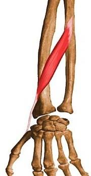 ABDuctor Pollicis Longus Innervation Radial n.
