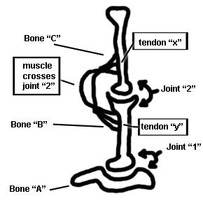 1 A&P 1 Muscle Lab #1 - Muscle Tissue, Muscle Types, and Movement Terms Pre-lab Exercises Have someone in your group read the following out loud, while the others read along: In this "Lab Exercise