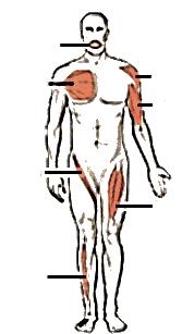 Using one of them, label the muscles indicated below using the shape terms