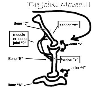 2 What will happen if we contract the muscle? Bone "C" will move towards bone "B" around joint "2":" Find this on the image to the right. Here, we will also be studying the MOVEMENT TERMS.