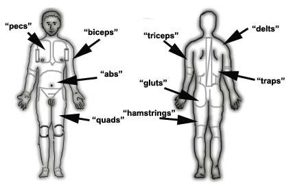 5 #2 It is also important to remember that you already know some muscle names. Look at the muscles in the image below.