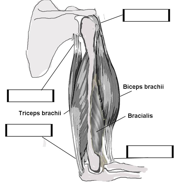 6 Q 2. The image below is showing you 3 big muscles of the upper arm, which are labeled on the image.