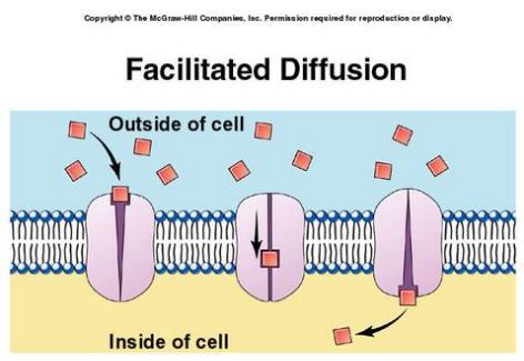 Facilitated Diffusion - Some molecules are too large to pass through the cell membrane by diffusion and need help to cross. These molecules use facilitated diffusion.