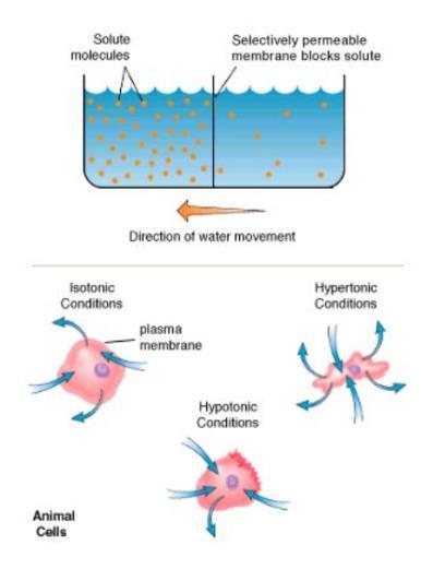 Osmosis Another form passive cellular transport involves the diffusion of water. Osmosis is the movement of water from an area of high concentration to an area of low concentration across a membrane.