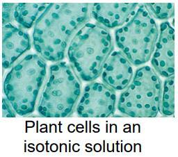 Isotonic Solution - In an isotonic solution, there is the same percentage of water on the outside of the cell as the