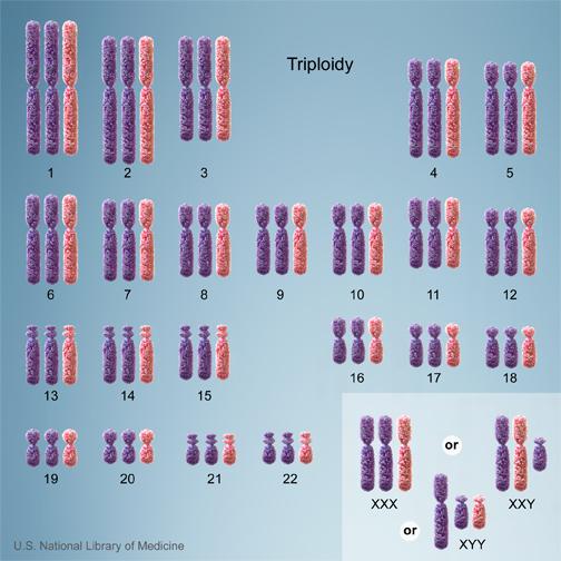 Cells with one additional set of chromosomes, for a