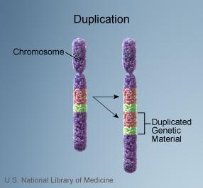 A duplication occurs when part of a chromosome is copied (duplicated)