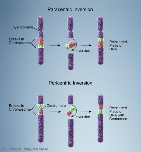 Inversions occur when a chromosome breaks in two places and the resulting piece of DNA is reversed and re-inserted into the chromosome.