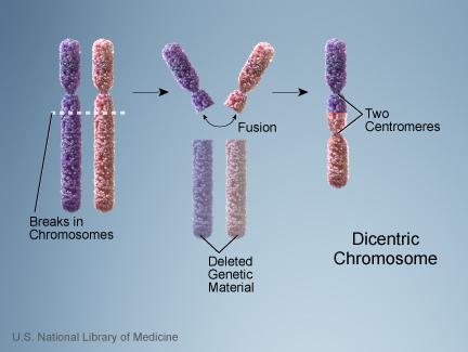 Dicentric chromosomes result from the abnormal fusion of two
